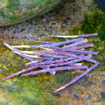 Celtic bog oak thorn box with blackthorns
