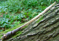 Twisted Hawthorn Blessing Rod