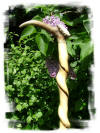 Twisted Hazel and Antler Traditional walking stick