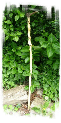 Twisted Hazel and Antler Traditional walking stick 