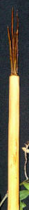 Traditional Blasting Rod
