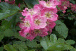 Pink Hawthorn flowers