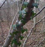 Woodland ivy