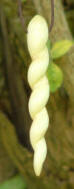 Swallowhead Willow pendant 