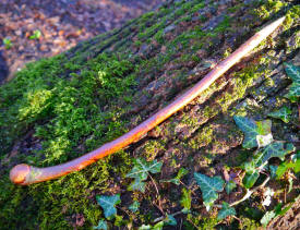 Blackthorn wand with rounded base
